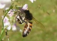 83-le-berger-des-abeilles-1.jpg